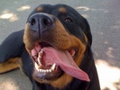 Zena