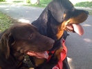 Zena e Apple