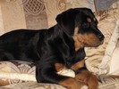 Zina