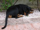 Zina