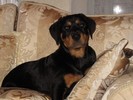 Zina