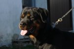 Cora