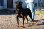 Cora