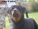 Cora