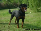 Cora