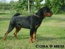 Cora