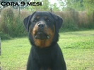 Cora