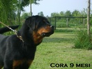 Cora