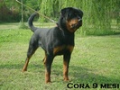 Cora