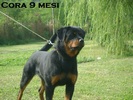 Cora