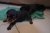 Cucciolata T
