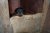 Cucciolata T