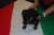 Cucciolata U