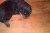 Cucciolata X