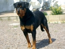 Xora