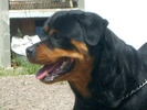 Xora