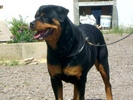 Xora